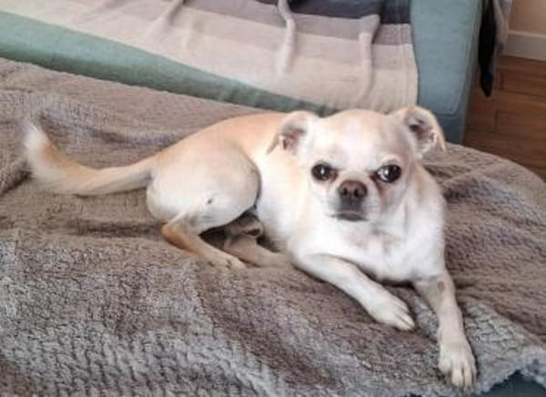 Loki, Miniwachhund sucht Familie