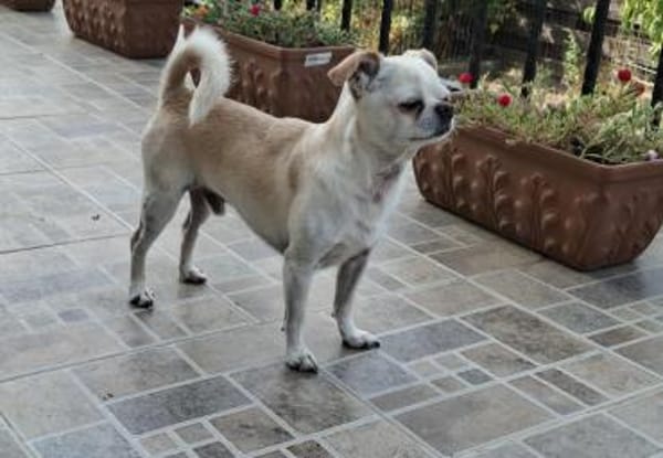 Loki, Miniwachhund sucht Familie