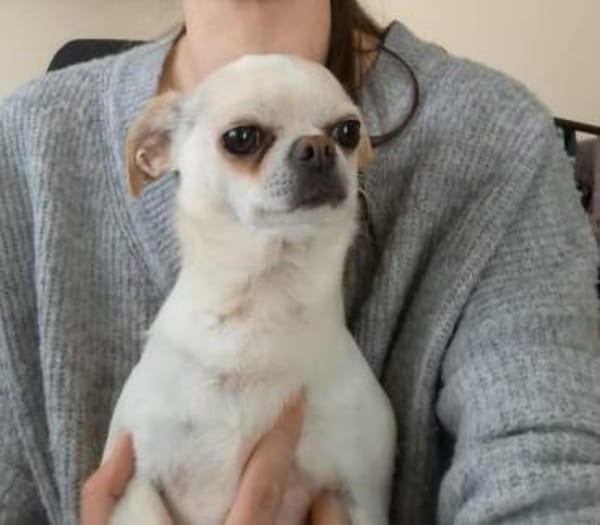 Loki, Miniwachhund sucht Familie