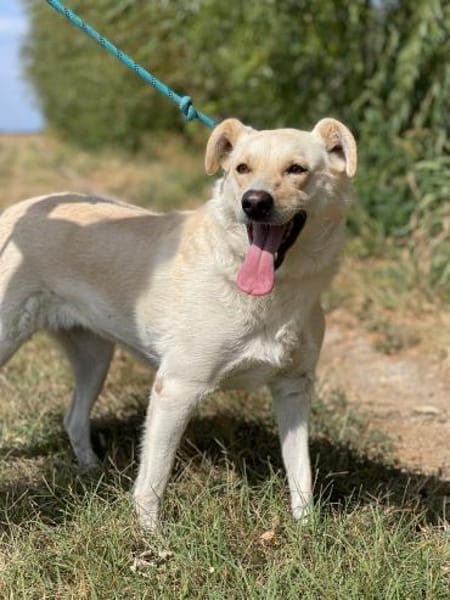 Alba, freundliche Hündin sucht Familie