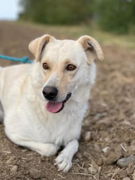 Alba, freundliche Hündin sucht Familie