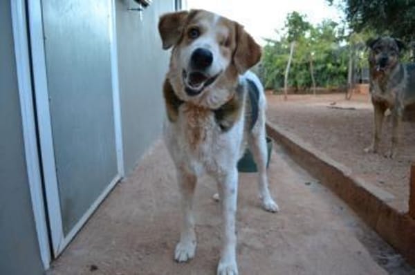 Miss Sunny - wartet in 50259 Pulheim