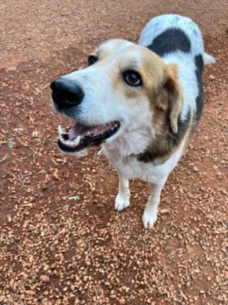 Miss Sunny - wartet in 50259 Pulheim