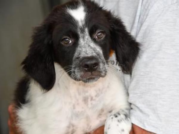 Rodeo hofft auf seine Chance