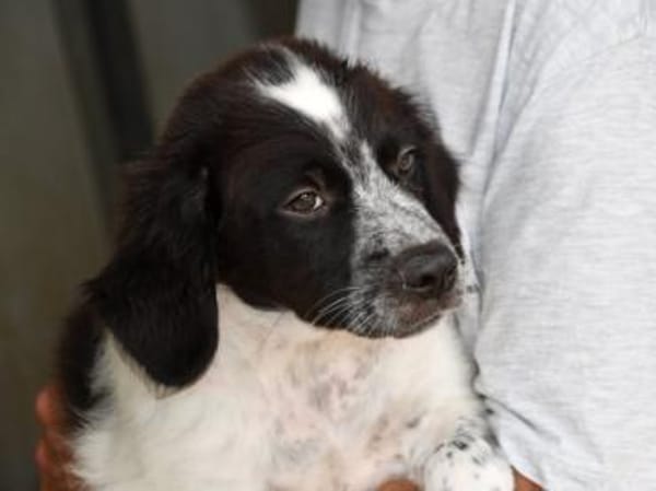 Rodeo hofft auf seine Chance