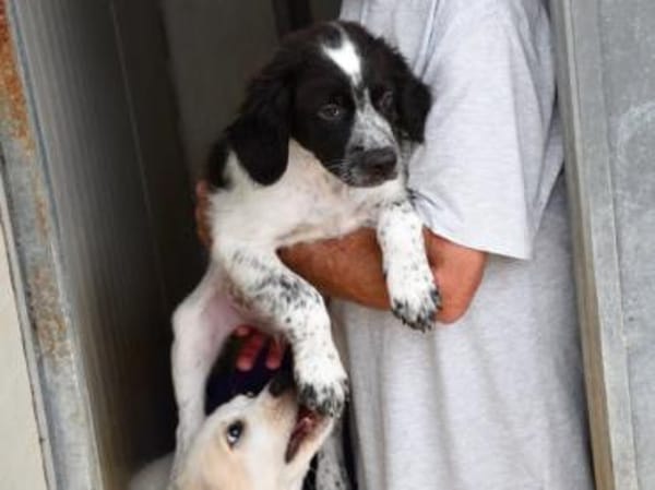 Rodeo hofft auf seine Chance