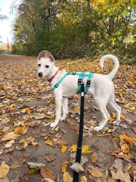 Viktoria, wartet in Bottrop