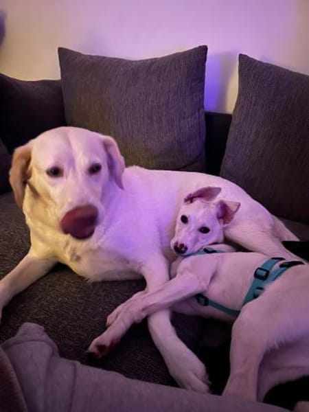 Viktoria, wartet in Bottrop