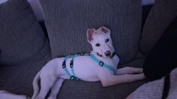 Viktoria, wartet in Bottrop