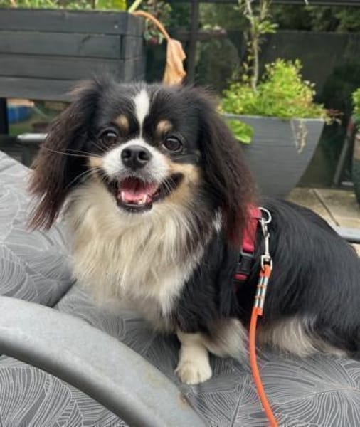 Klein aber oho! - Pekinese Teddy