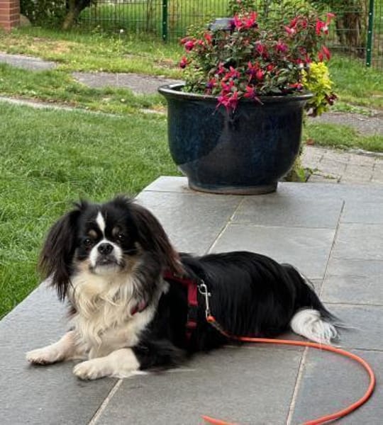 Klein aber oho! - Pekinese Teddy