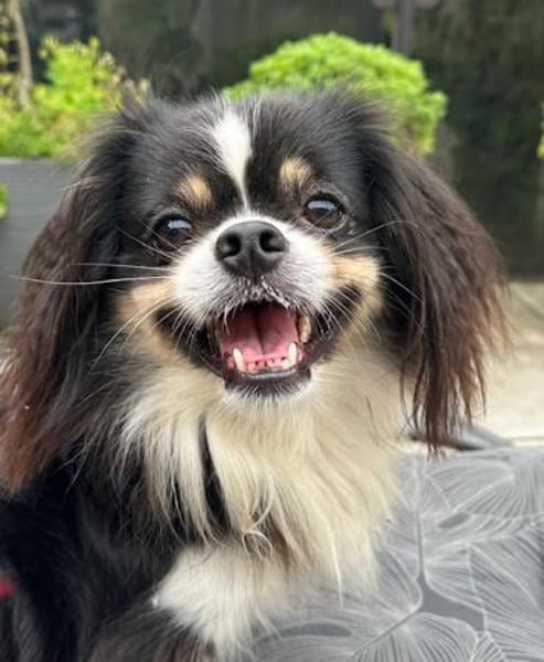 Klein aber oho! - Pekinese Teddy