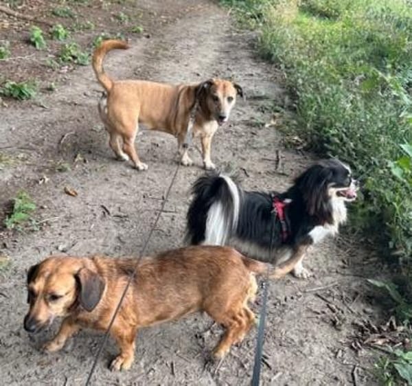 Klein aber oho! - Pekinese Teddy