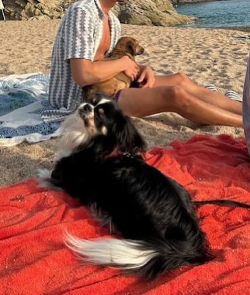 Klein aber oho! - Pekinese Teddy