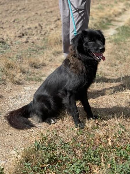 Neagra, aktive Hündin sucht Familie