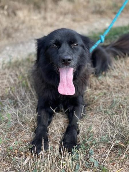 Neagra, aktive Hündin sucht Familie