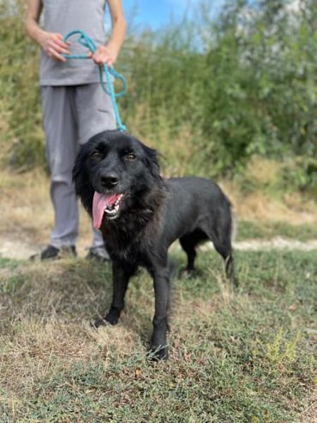 Neagra, aktive Hündin sucht Familie