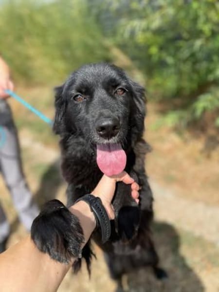 Neagra, aktive Hündin sucht Familie