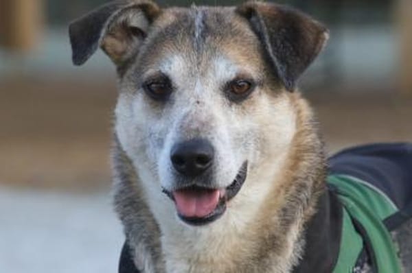 Rudi  Partner fürs Leben gesucht!🌞