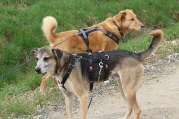 Rudi  Partner fürs Leben gesucht!🌞