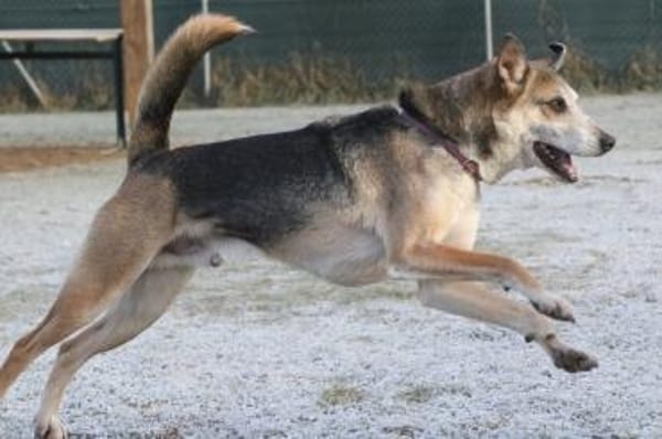 Rudi  Partner fürs Leben gesucht!🌞