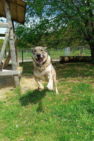 Finn Sucht sein Für-Immer-Zuhause!