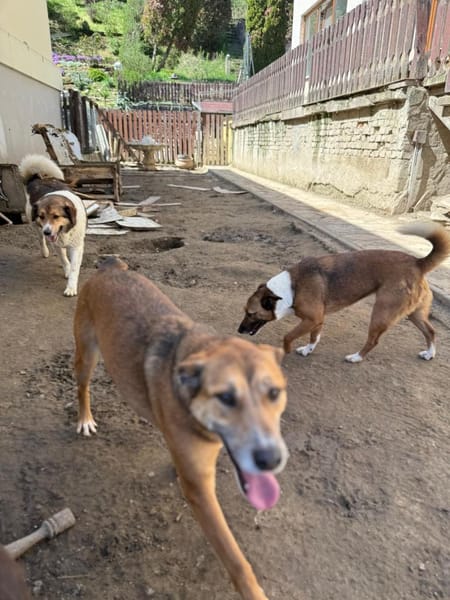 Bella: verträgliche Hündin sucht Zuhause