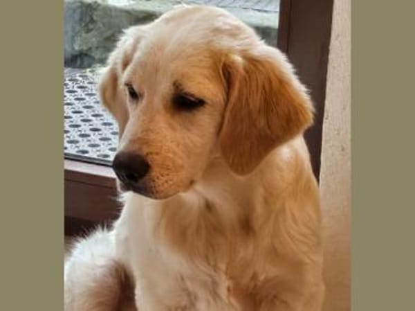 Romeo hofft auf eigenes Körbchen