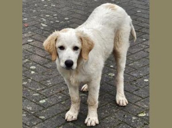 Romeo hofft auf eigenes Körbchen