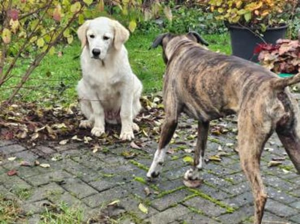 Romeo hofft auf eigenes Körbchen