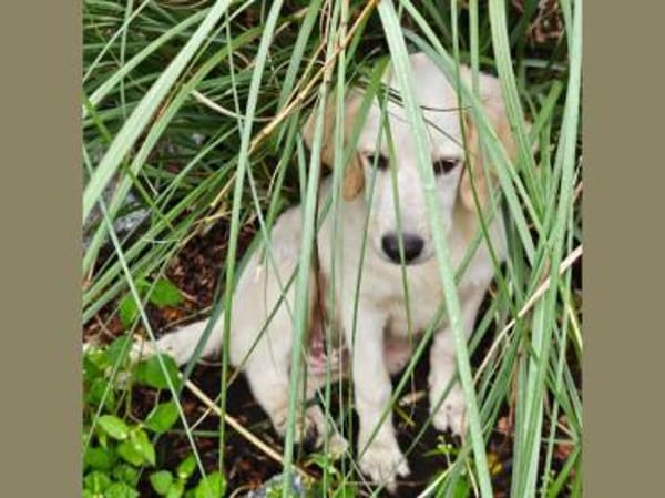 Romeo hofft auf eigenes Körbchen