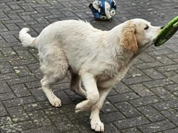 Romeo hofft auf eigenes Körbchen