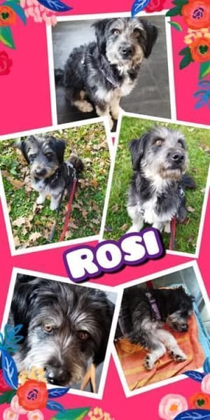 Hübsche Rosi sucht neues zuhause!