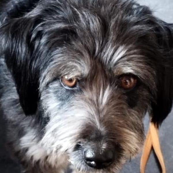 Hübsche Rosi sucht neues zuhause!