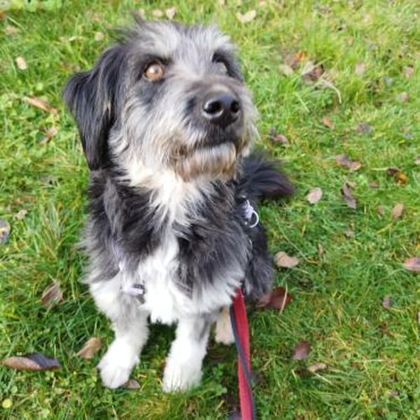 Hübsche Rosi sucht neues zuhause!