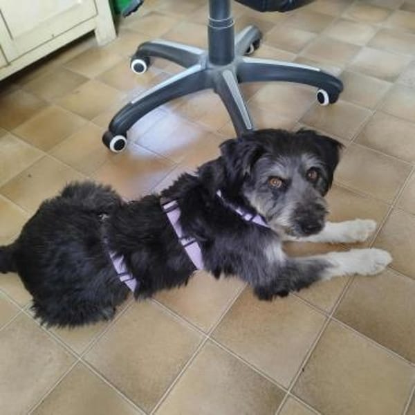 Hübsche Rosi sucht neues zuhause!