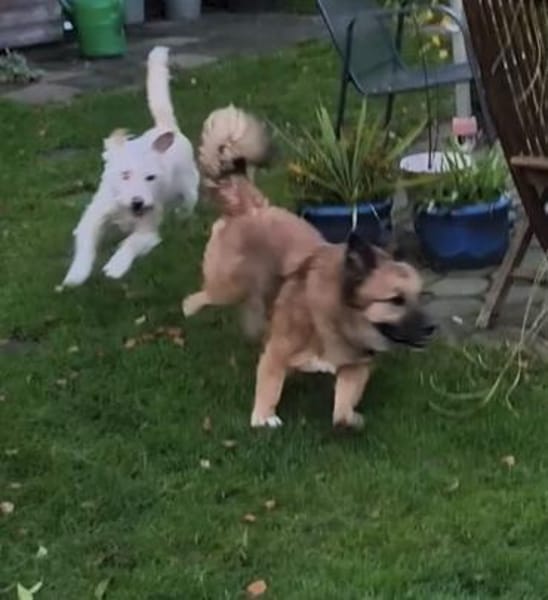 Aktiver Charly sucht erfahrene Menschen