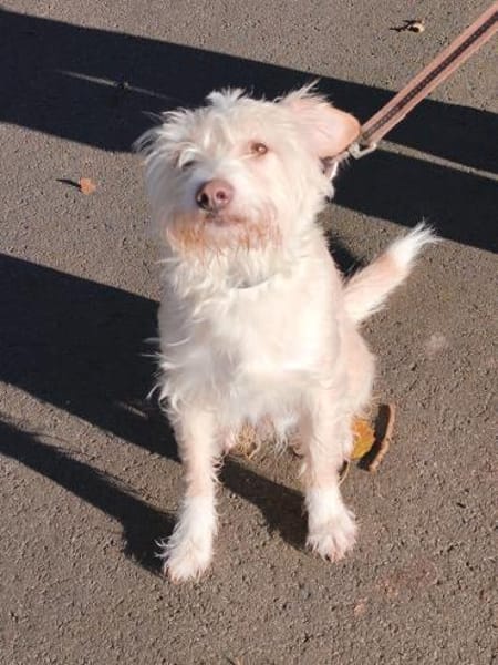 Aktiver Charly sucht erfahrene Menschen