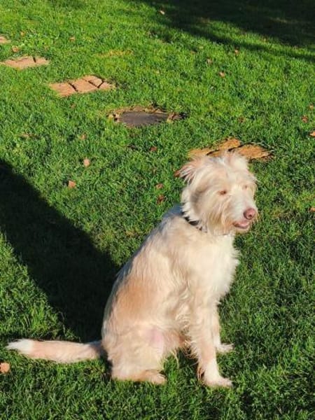 Aktiver Charly sucht erfahrene Menschen