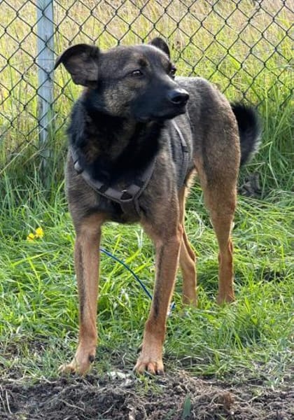 Ozzy kleiner Jungrüde