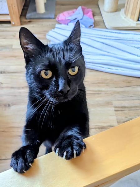 Super liebe Lackkatze LENI