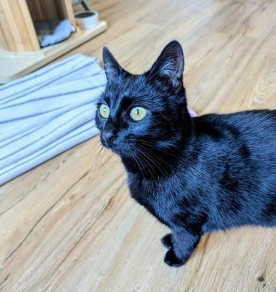 Super liebe Lackkatze LENI