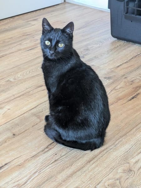 Super liebe Lackkatze LENI