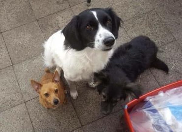 Lord Nelson - ein Freund fürs Leben