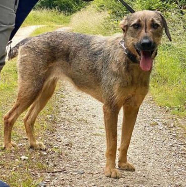 Lindi ist eine sanfte, tolle Hündin!