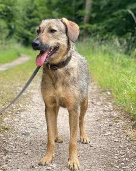 Lindi ist eine sanfte, tolle Hündin!