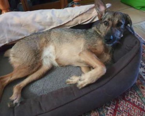 Lindi ist eine sanfte, tolle Hündin!