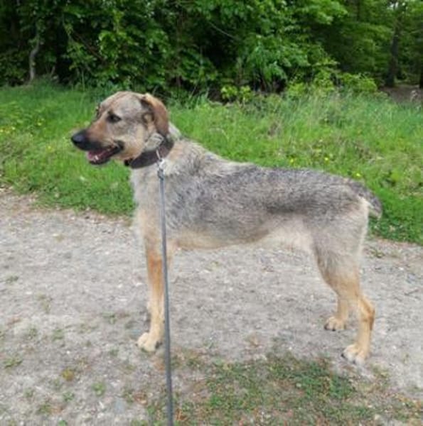 Lindi ist eine sanfte, tolle Hündin!