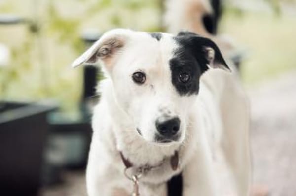 Leon - der Herzensbrecher