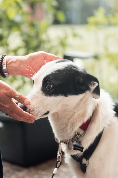 Leon - der Herzensbrecher